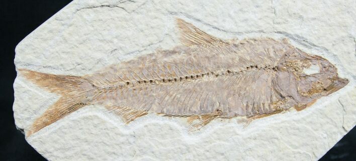 Knightia Fossil Fish - Wyoming #7559